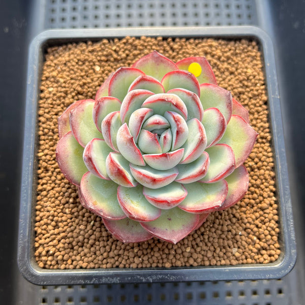 Echeveria 'Chubby Bunny' 3" Succulent Plant Cutting