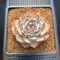 Echeveria 'Chubby Bunny' 3" Succulent Plant Cutting