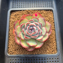 Echeveria 'Chubby Bunny' 3" Succulent Plant Cutting