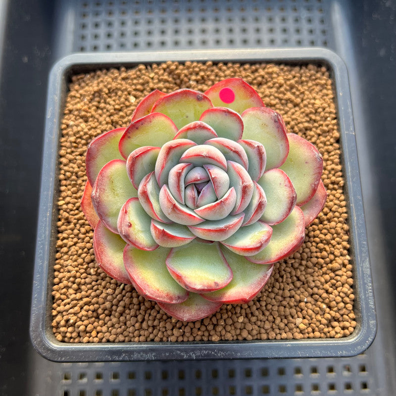 Echeveria 'Chubby Bunny' 3" Succulent Plant Cutting