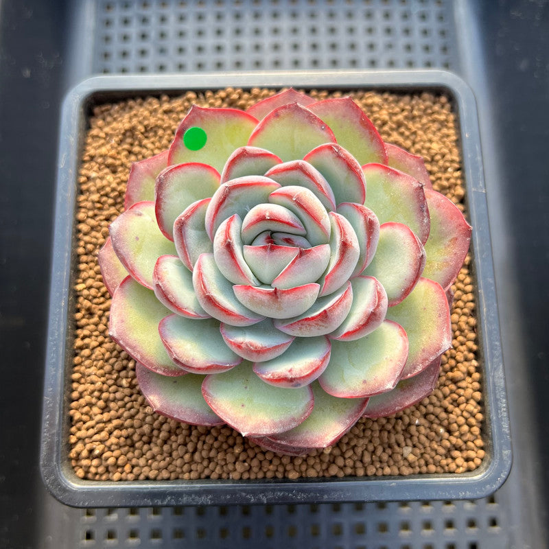 Echeveria 'Chubby Bunny' 3" Succulent Plant Cutting