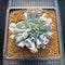 Echeveria 'Pignose' 3" Succulent Plant Cutting