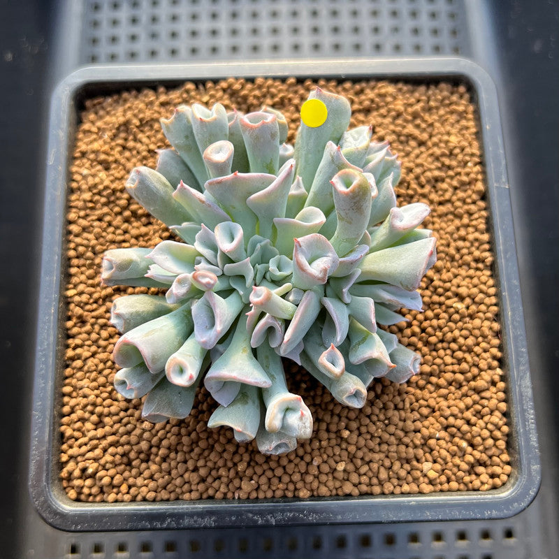 Echeveria 'Pignose' 3" Succulent Plant Cutting