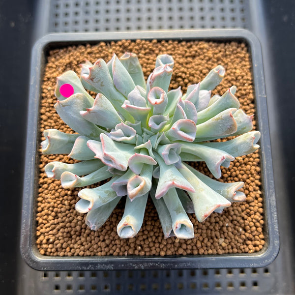 Echeveria 'Pignose' 3" Succulent Plant Cutting