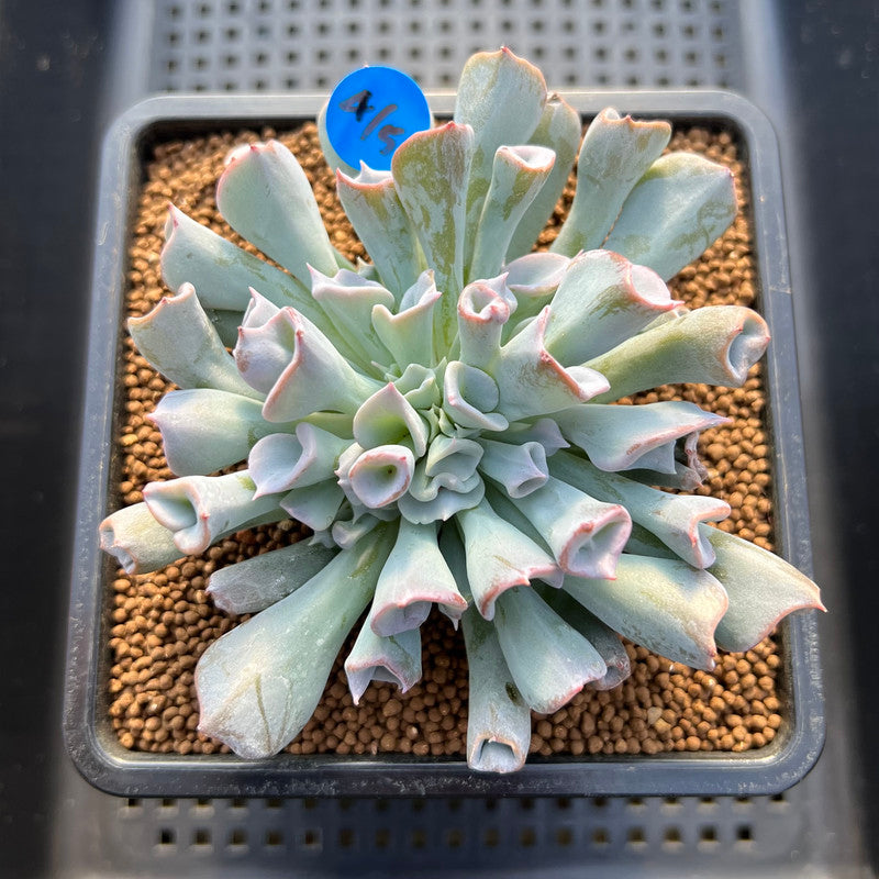 Echeveria 'Pignose' 3" Succulent Plant Cutting