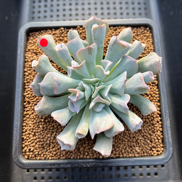 Echeveria 'Pignose' 3" Succulent Plant Cutting