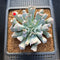 Echeveria 'Pignose' 3" Succulent Plant Cutting