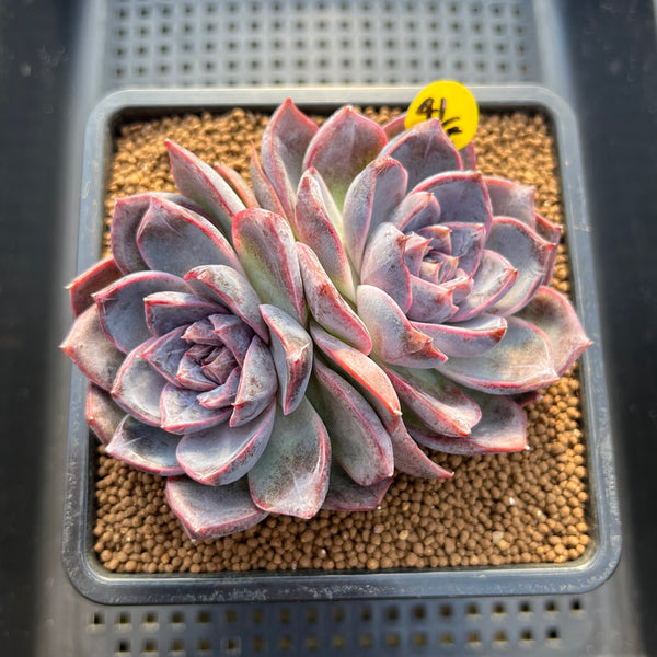 Echeveria 'White Soul' 3" Succulent Plant Cutting