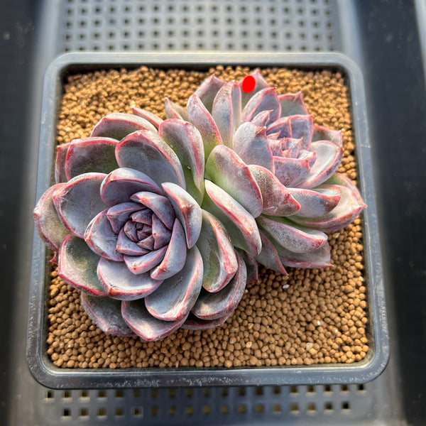 Echeveria 'White Soul' 3" Succulent Plant Cutting