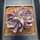 Echeveria 'White Soul' 3" Succulent Plant Cutting