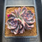 Echeveria 'White Soul' 3" Succulent Plant Cutting