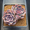 Echeveria 'White Soul' 3" Succulent Plant Cutting