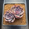 Echeveria 'White Soul' 3" Succulent Plant Cutting