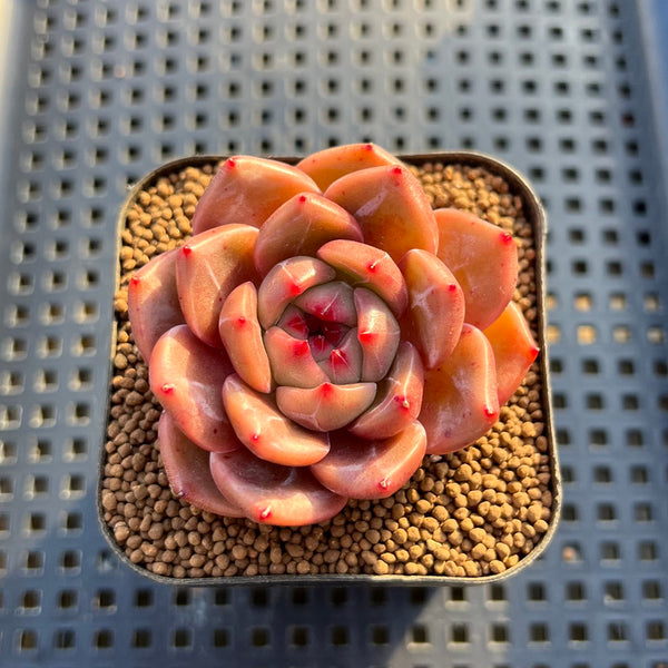 Echeveria 'Eos' 2" Succulent Plant Cutting