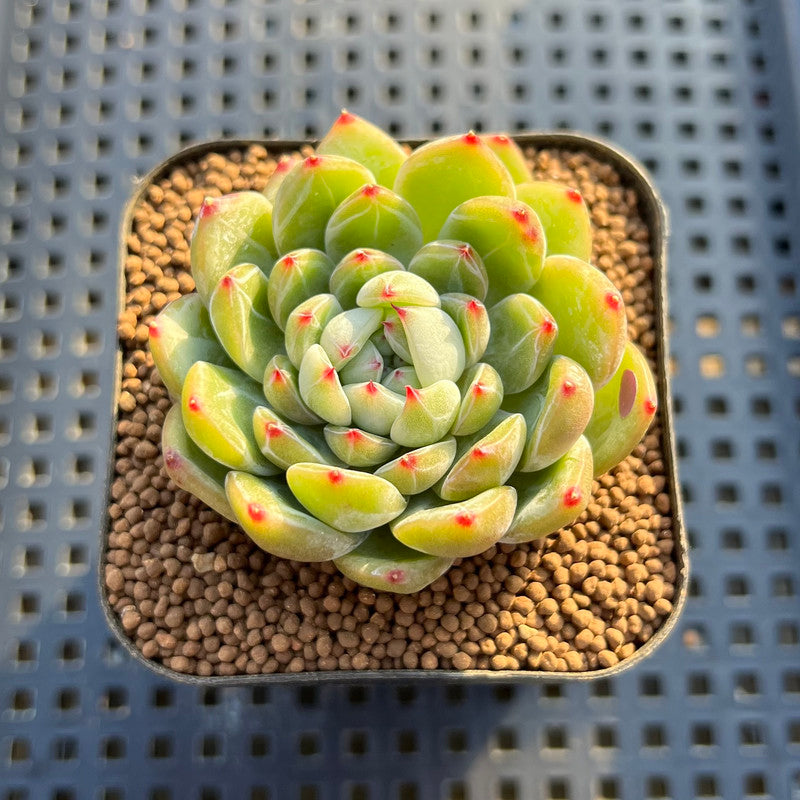 Echeveria 'Snow Flake' 2" New Hybrid Succulent Plant