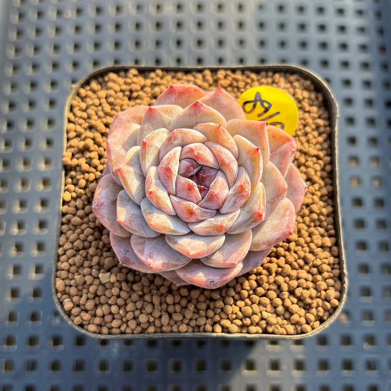 Echeveria 'Herace' 1"-2" Succulent Plant Cutting