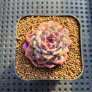 Echeveria 'Herace' 1"-2" Succulent Plant Cutting