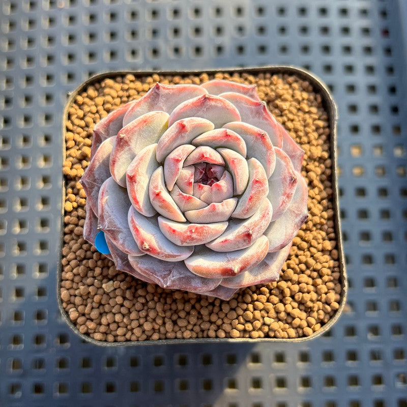 Echeveria 'Herace' 1"-2" Succulent Plant Cutting