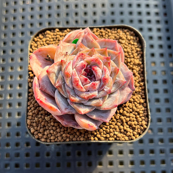 Echeveria 'Herace' 1"-2" Succulent Plant Cutting