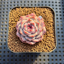 Echeveria 'Herace' 1"-2" Succulent Plant Cutting