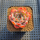 Echeveria 'Starmark' 1"-2" Succulent Plant Cutting