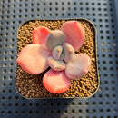 Pachyveria 'Sellena' 2" Succulent Plant Cutting