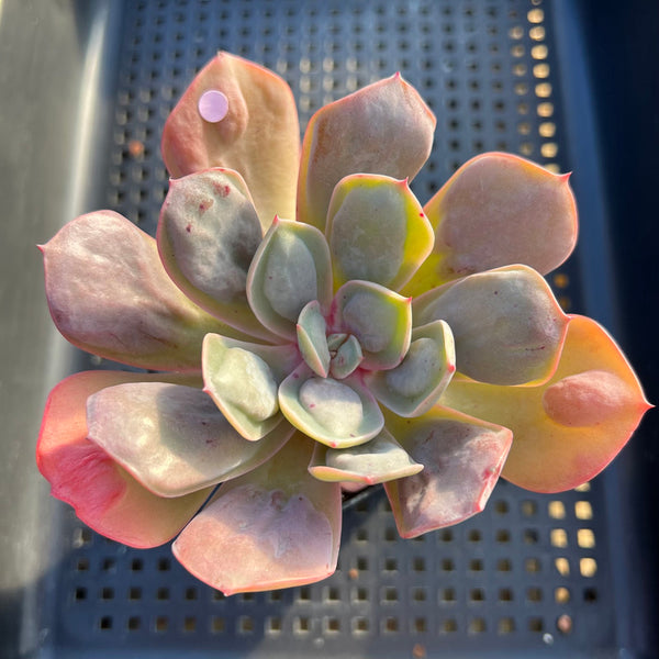 Echeveria 'Macaron' 3"-4" Zusung Original Hybrid Succulent Plant