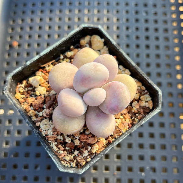 Graptopetalum 'Kupumiin' 1" Succulent Plant