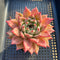 Echeveria Agavoides sp. 3"-4" Succulent Plant