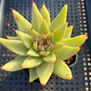 Echeveria Agavoides 'Maria' 2"-3" Thin Leaf Clone Succulent Plant