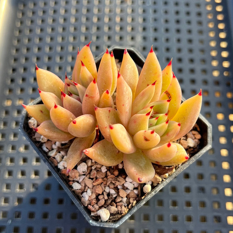 Echeveria Agavoides 'Star of Seoul' 2" Cluster Succulent Plant