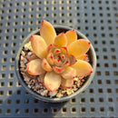 Echeveria sp. 1"-2" Succulent Plant