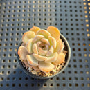 Echeveria sp. 2" Succulent Plant