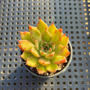 Echeveria Freckled sp. 2" Succulent Plant