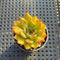 Echeveria Freckled sp. 2" Succulent Plant