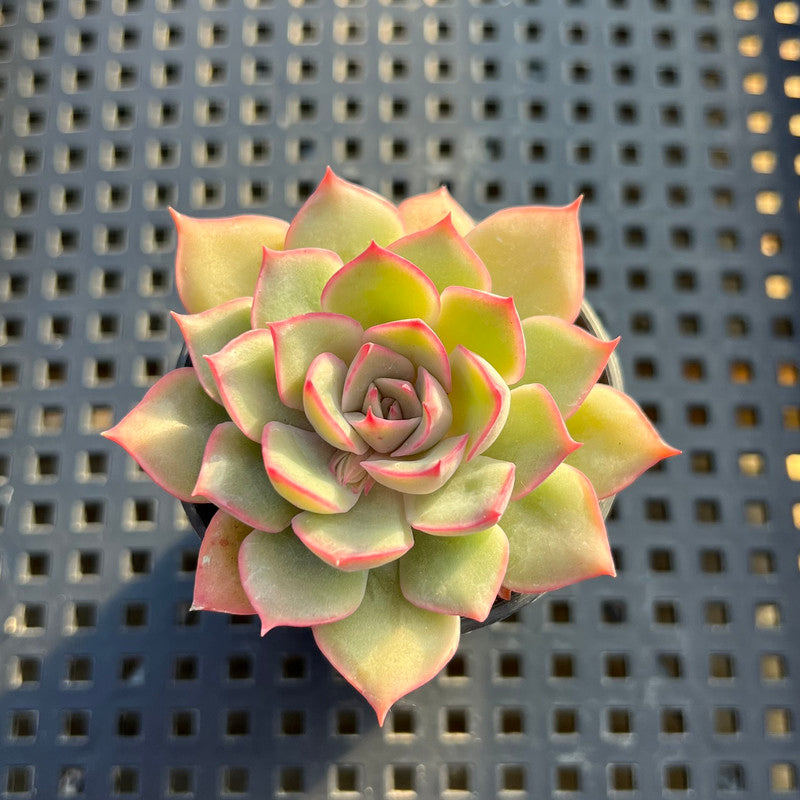 Echeveria sp. 2" Succulent Plant