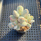 Cotyledon 'Orbiculata' Variegated 2" Cluster Succulent Plant