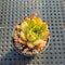 Echeveria 'Sarabony' 2" Succulent Plant