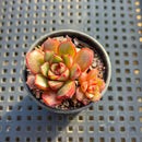 Echeveria Cuspidata 'San Roberto' 1"-2" Succulent Plant