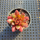 Echeveria Cuspidata 'San Roberto' 1"-2" Cluster Succulent Plant