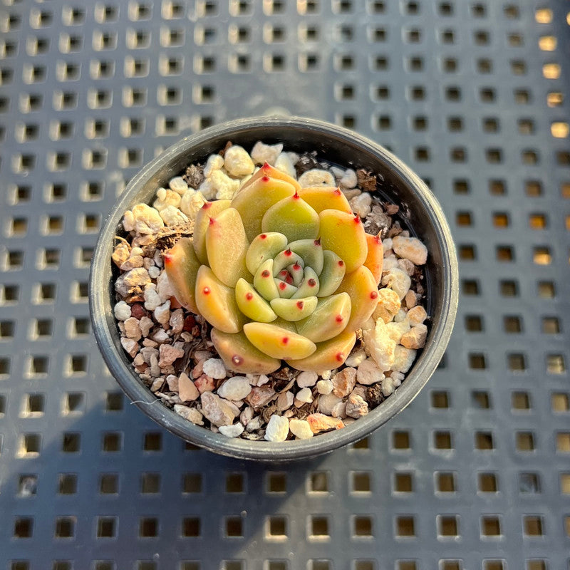 Echeveria sp. 1" Succulent Plant