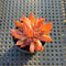 Echeveria 'Flame' 2" Hwaga Original Hybrid Succulent Plant