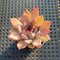 Echeveria 'Black Swan' 2"-3" Succulent Plant