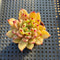 Echeveria 'Golden Heart' 2"-3" Air Magic Hybrid Succulent Plant