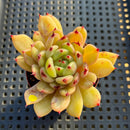 Echeveria 'Golden Heart' 2"-3" Air Magic Hybrid Succulent Plant