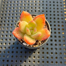 Echeveria 'Amber' 2" Seed-Grown Hybrid Succulent Plant