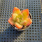 Echeveria 'Amber' 2" Seed-Grown Hybrid Succulent Plant