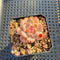 Echeveria 'Tipsy' 1"-2" Jelly Type Succulent Plant