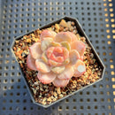 Echeveria 'Tipsy' 1"-2" Jelly Type Succulent Plant