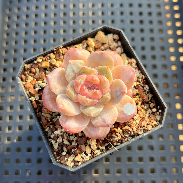 Echeveria 'Tipsy' 1"-2" Jelly Type Succulent Plant